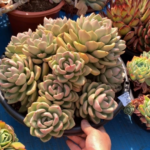 棠*鳄梨23017多肉