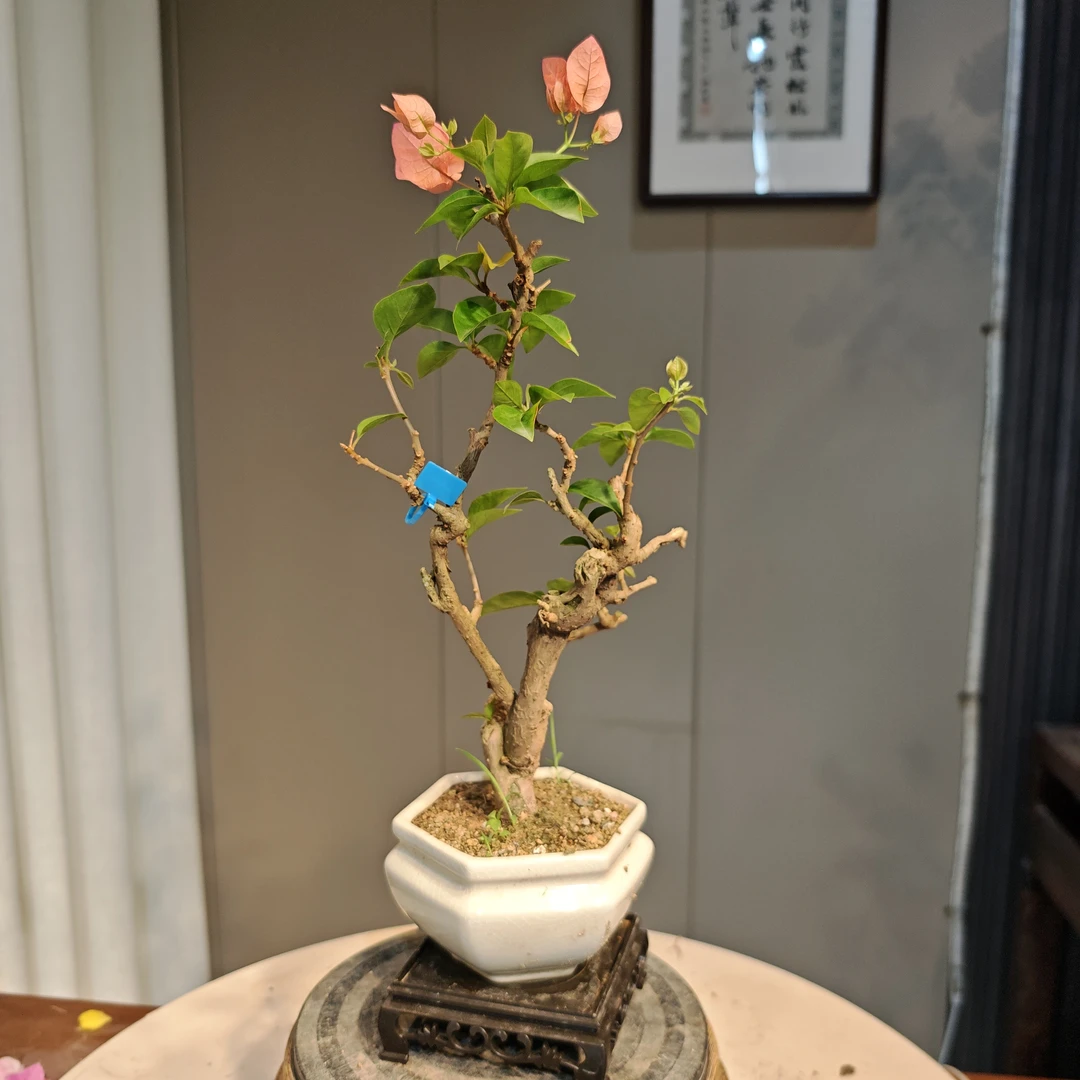 精品盆景三角梅年功老桩，同安红