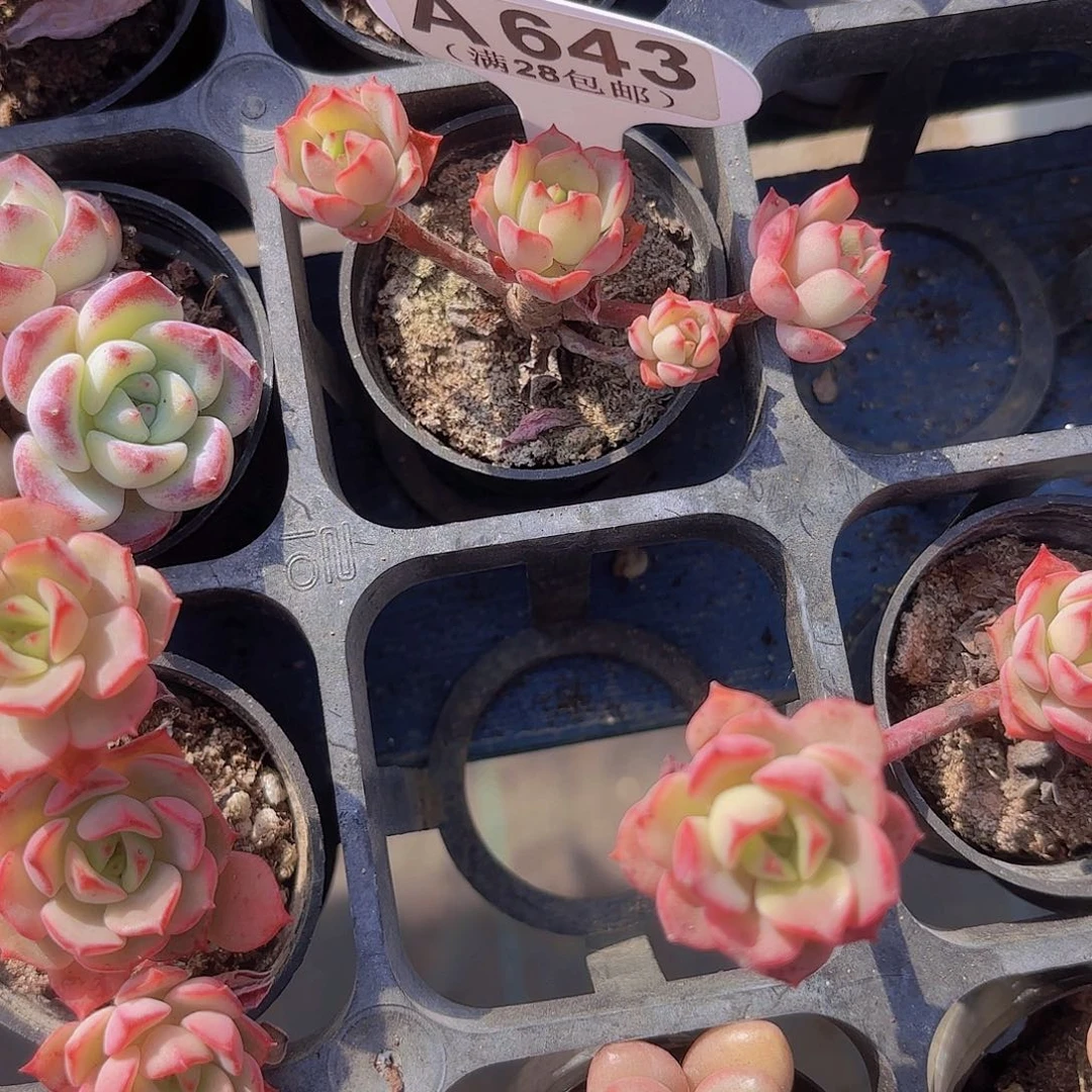 向*仙A643探戈一物一拍I