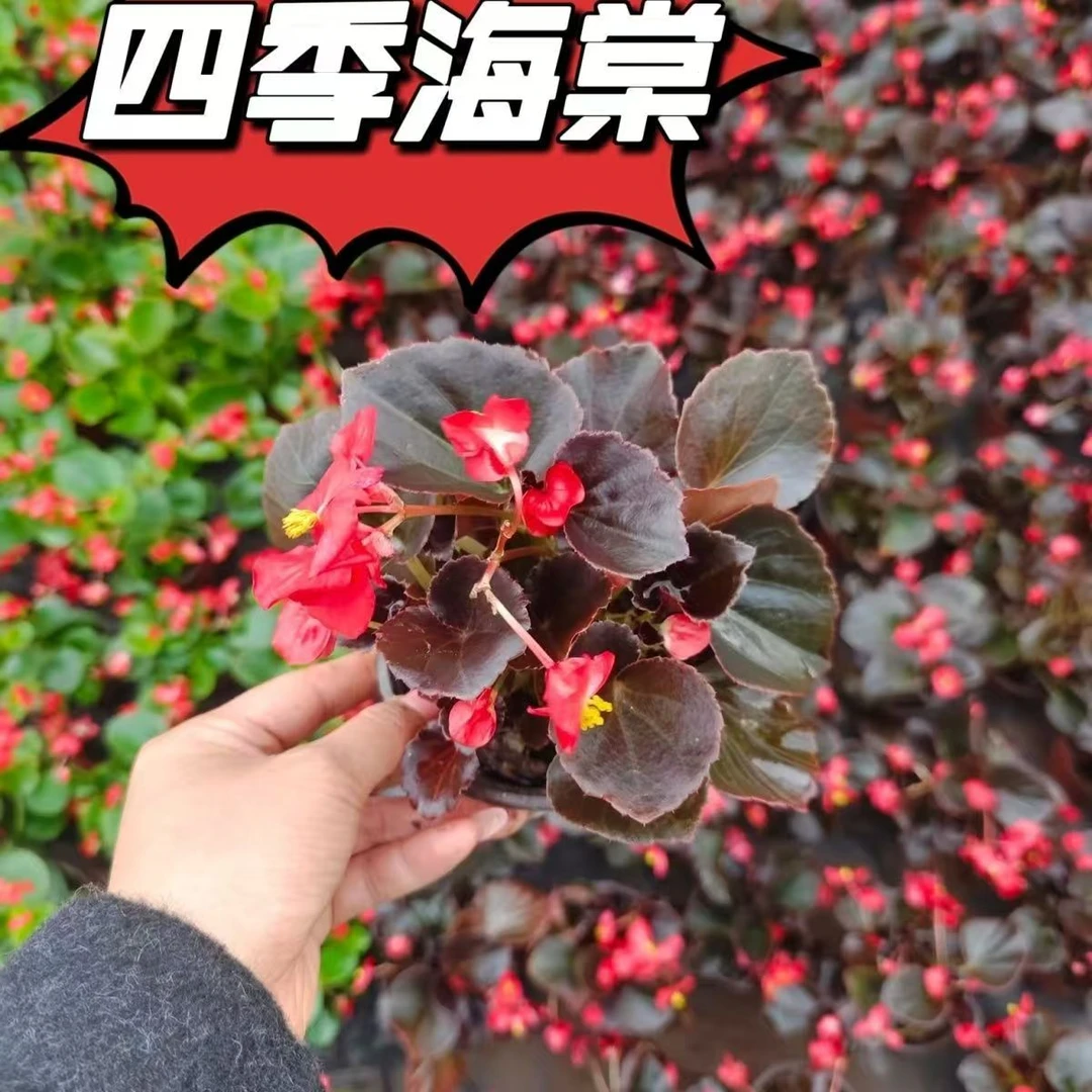 四季海棠盆栽四季开花原盆原土带花苞发货适合室内阳台庭院种植