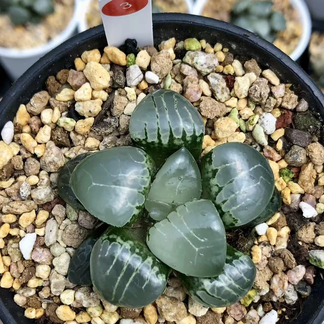 3-雅典娜月光女神 -从前慢花园多肉植物