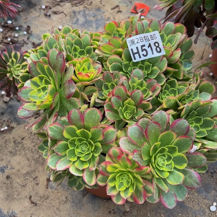 518多肉植物一物一拍