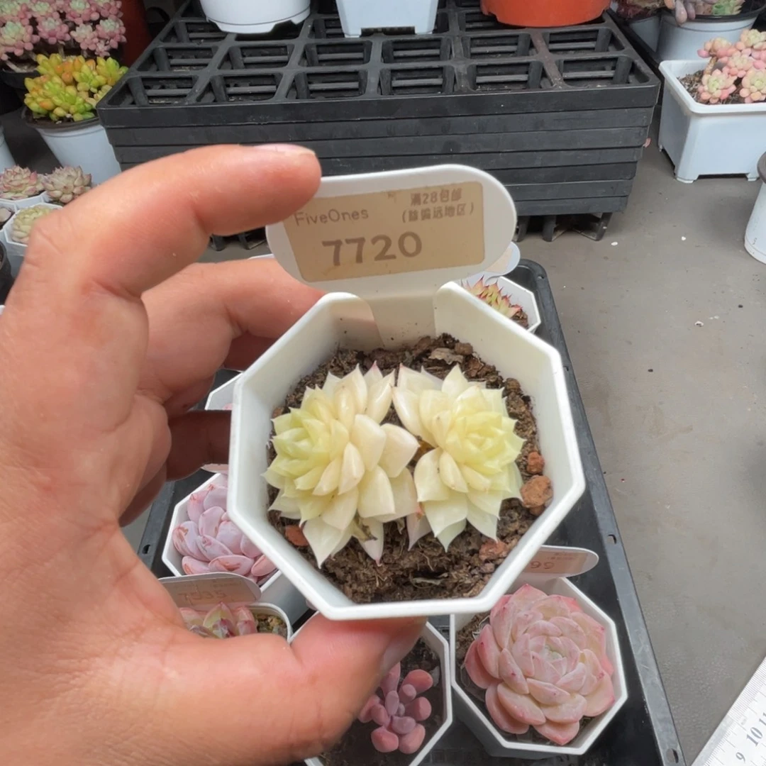 7720白天鹅4.5厘米