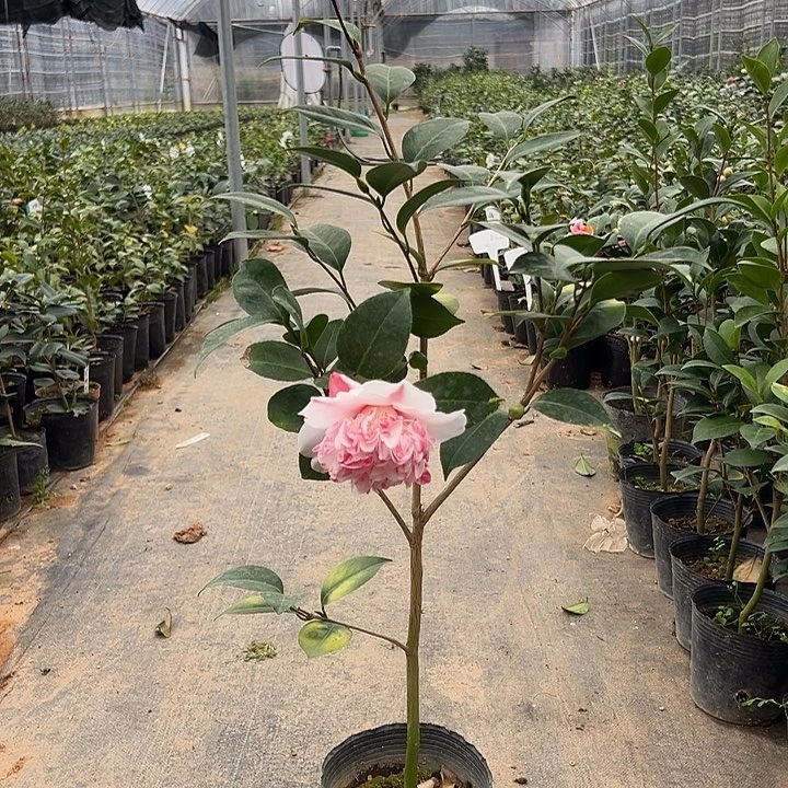 大部分花苞少量开放，玉天使