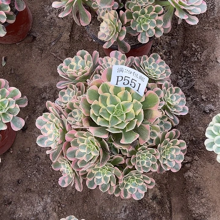 551妖月多肉植物