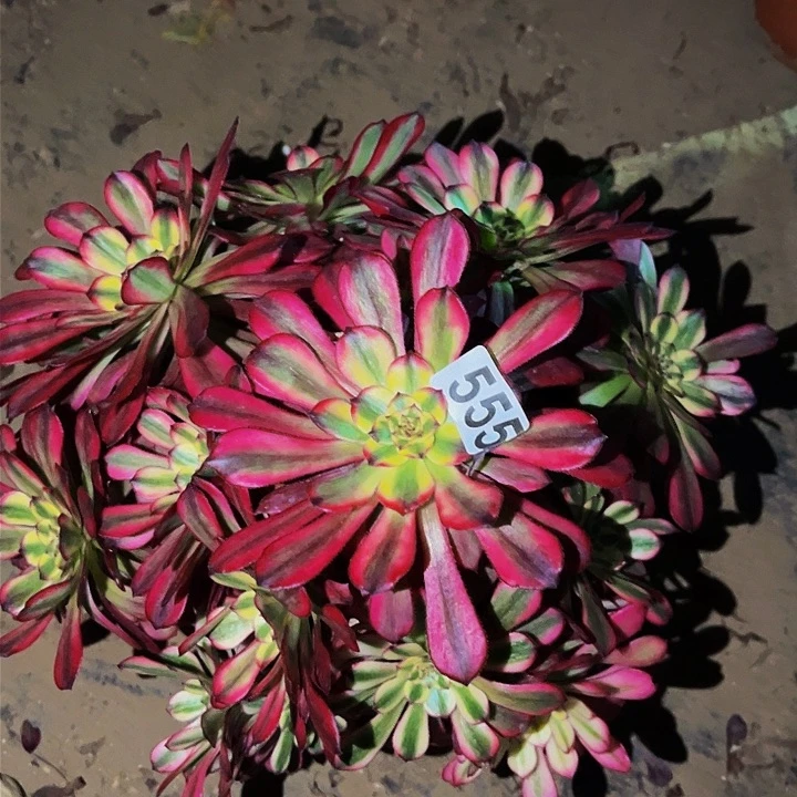 555月婵多肉植物不售后