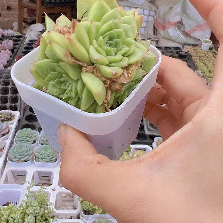 大麦杆19包邮多肉植物