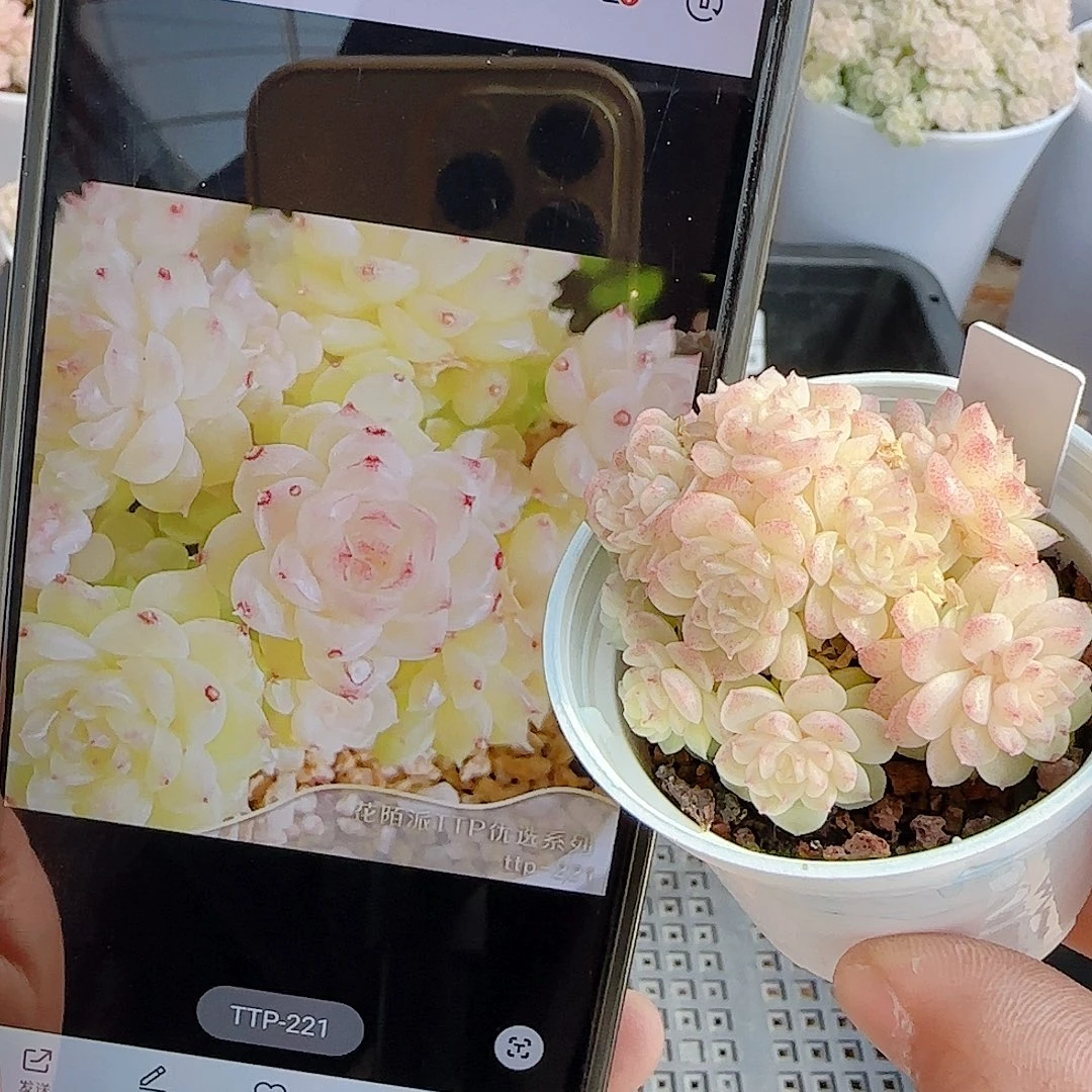 1229-40（ttp-221）优选