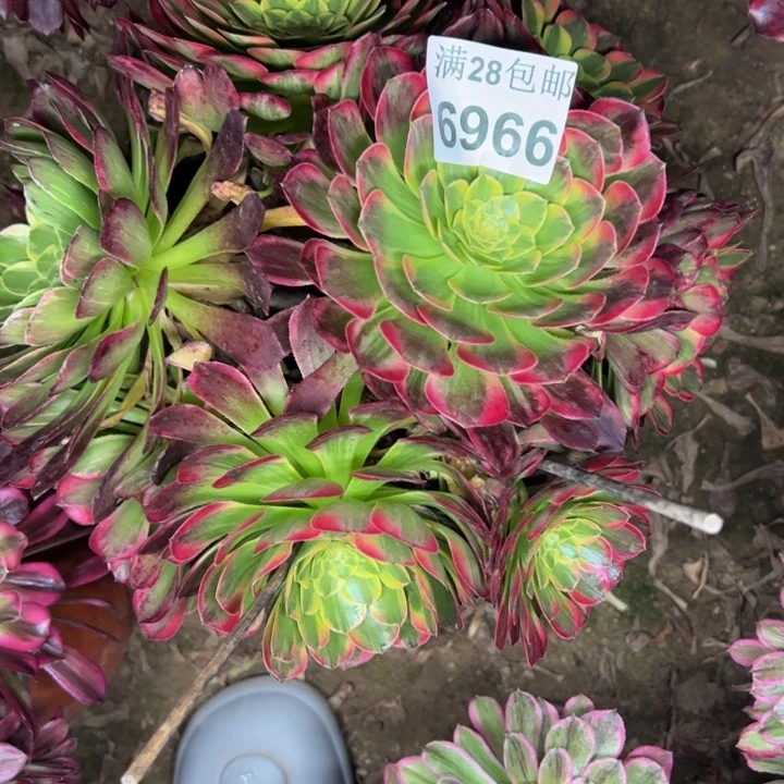 6966朝霞多肉植物