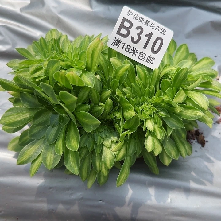 多肉法师翡翠琉璃缀化