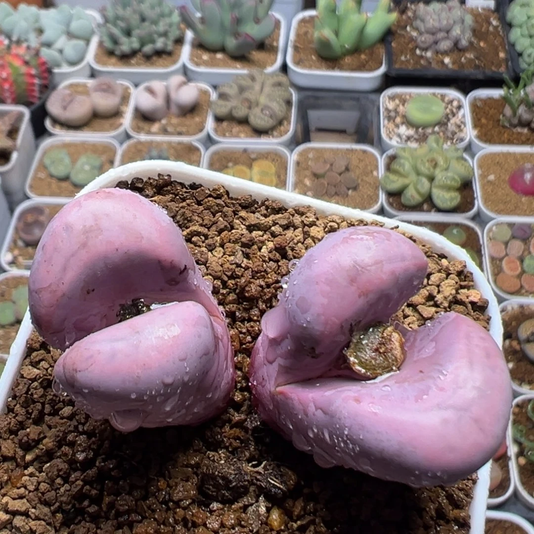 213多肉植物百科植物