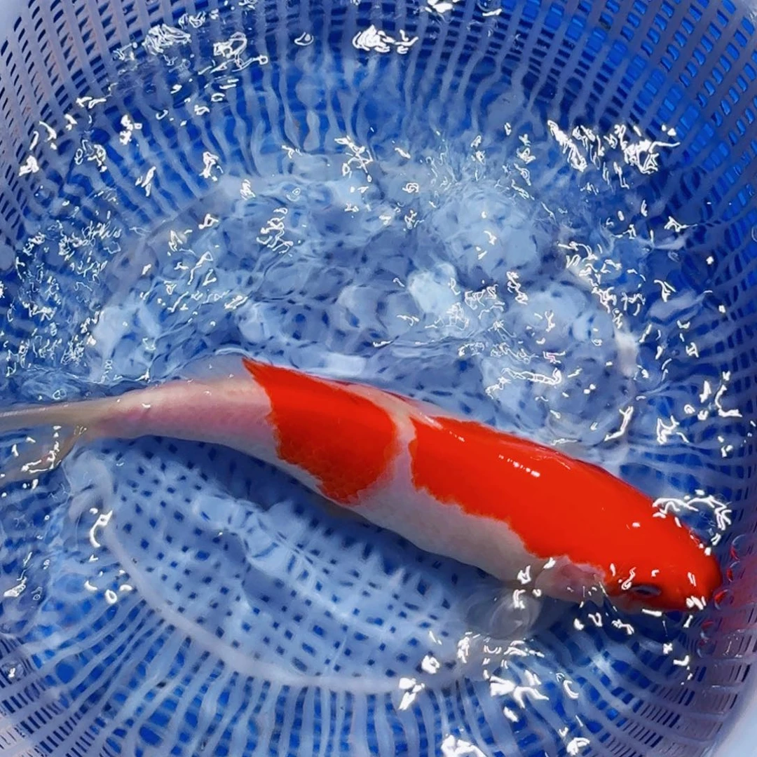 锦鲤精品甄选血统锦鲤