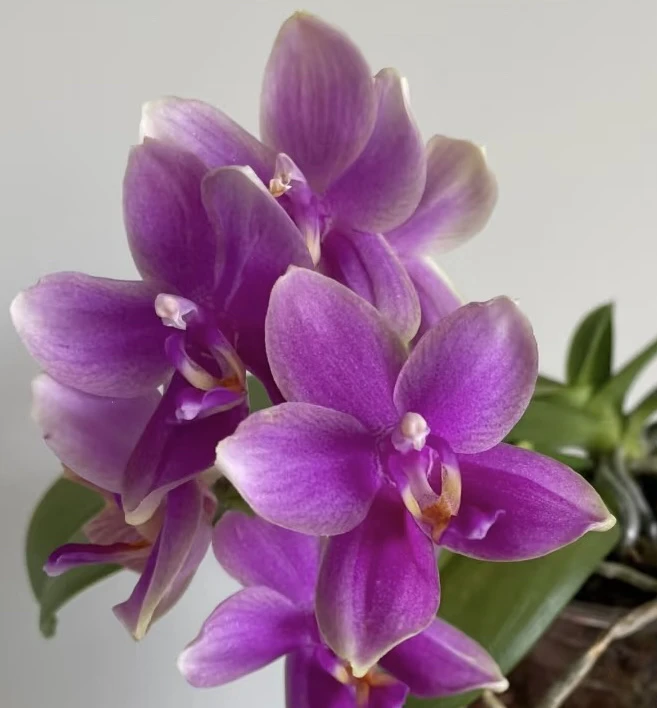 无花剑（香奈）2.8寸杯蝴蝶兰花苗