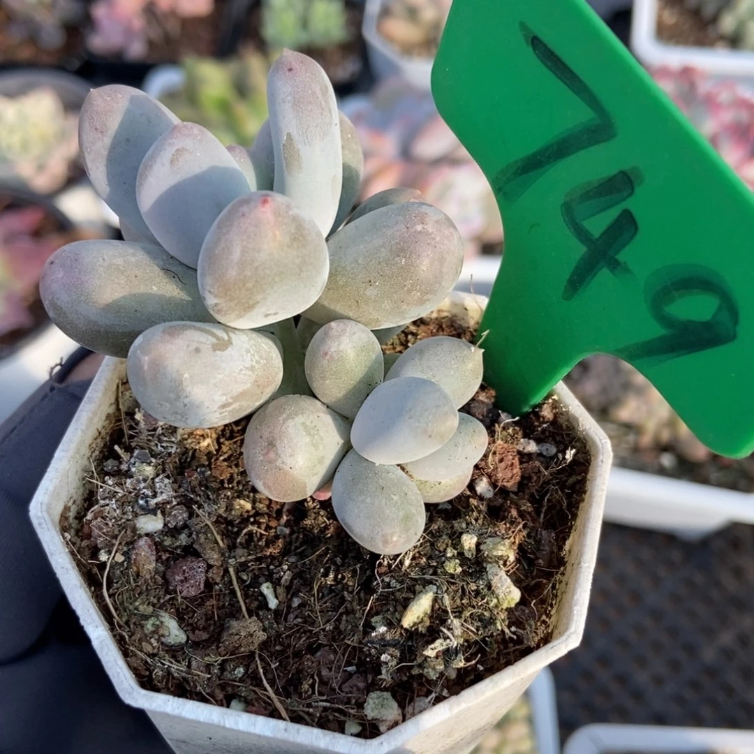 749米可奶多肉植物