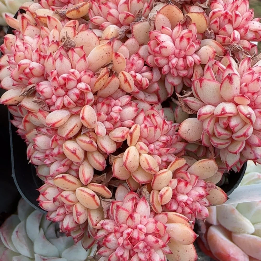 花语逸境0209-122