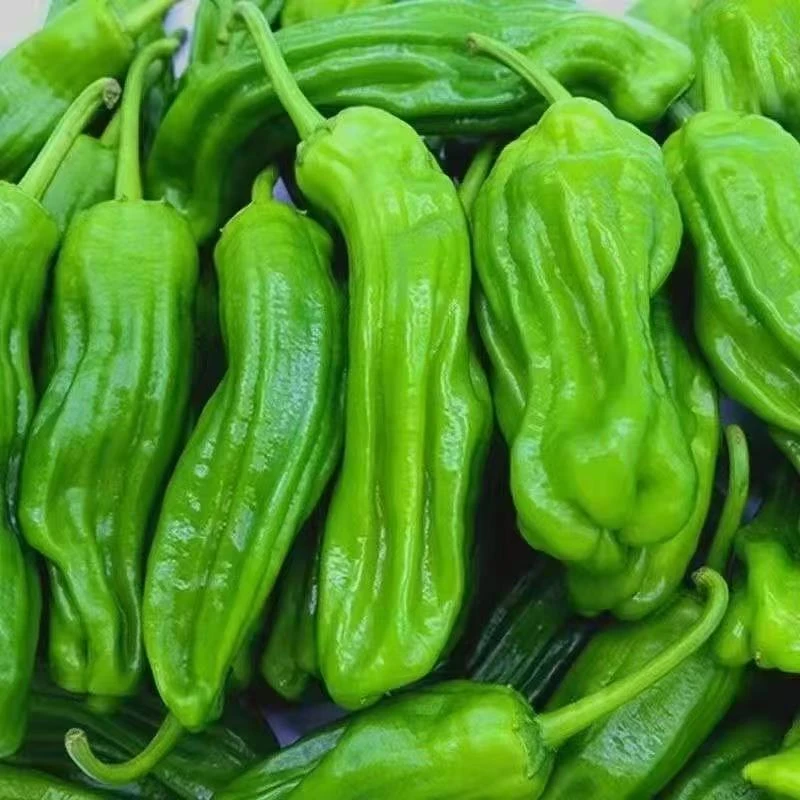 现摘现发青辣椒薄皮微辣新鲜芜湖椒虎皮辣椒新鲜蔬菜农家自种新鲜