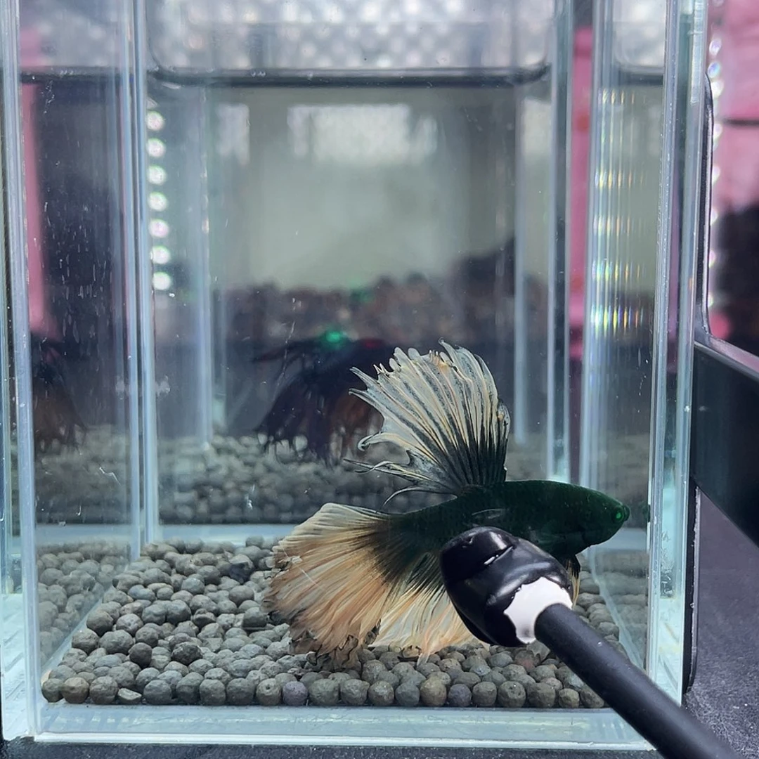 斗鱼33号913晚绿半