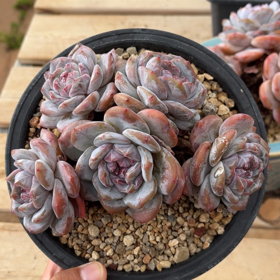 5头趴地绿底紫心哈哈哈