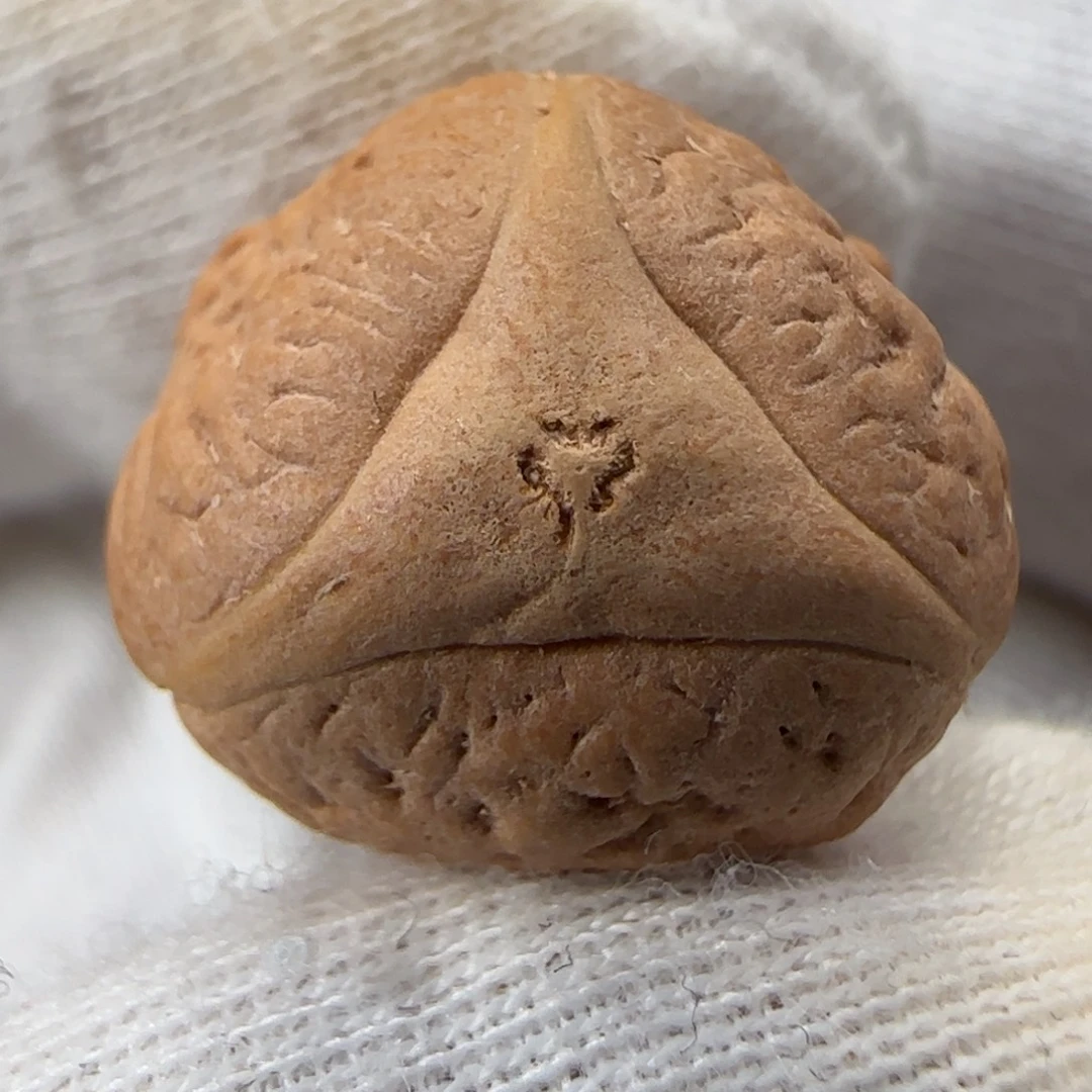 吊坠凤眼菩提凤眼菩提