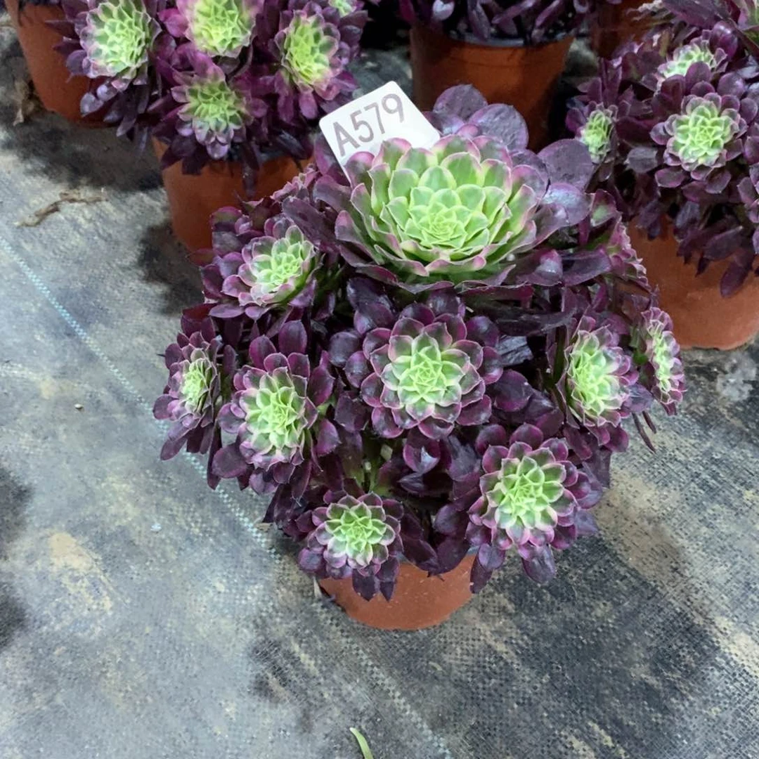 张*。嫩桩天合579多肉法师植物