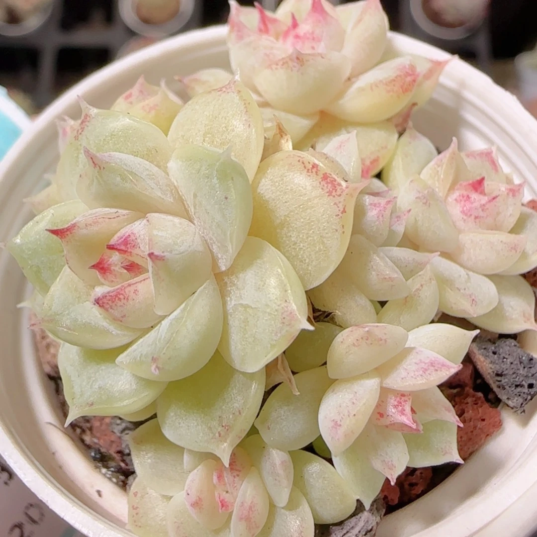 花语多肉1202-247散
