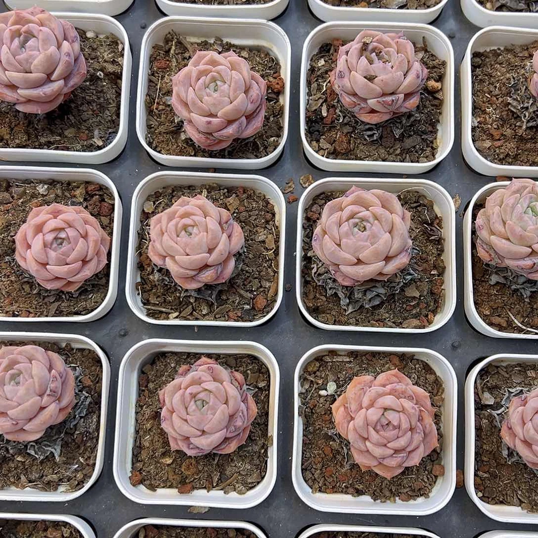 下播福利小纯爱冲冲冲