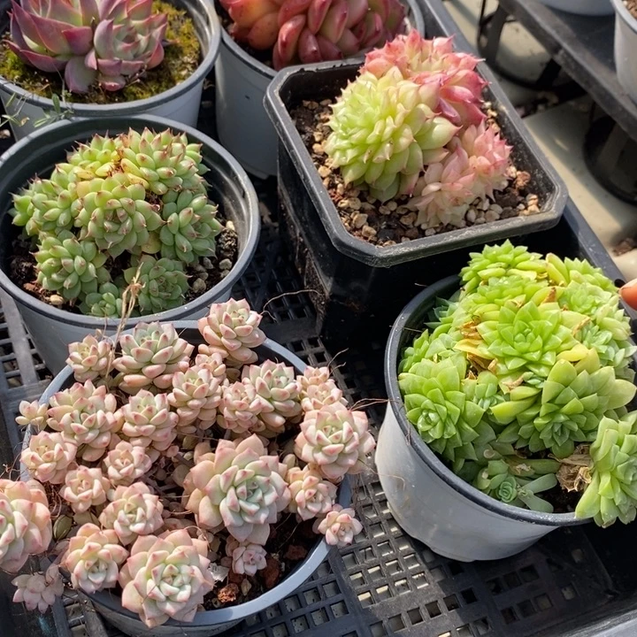 108 多肉植物盆栽花卉