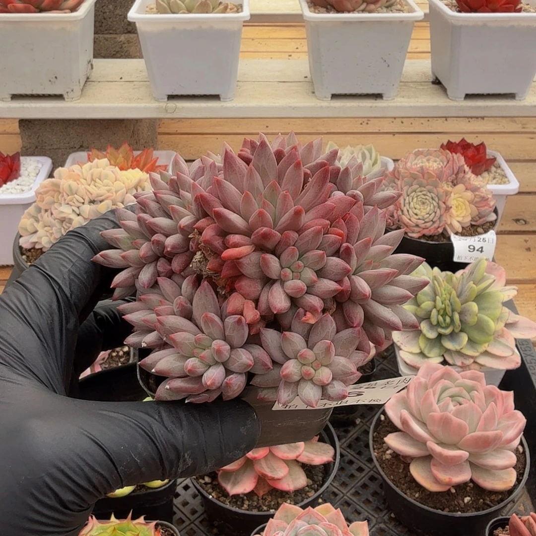 1025-96车厘子群生