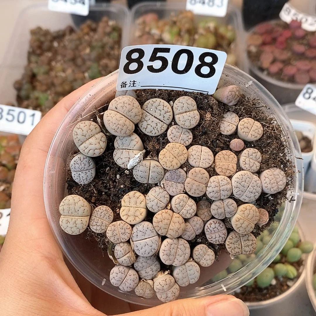8508荒混进来咯哈哈