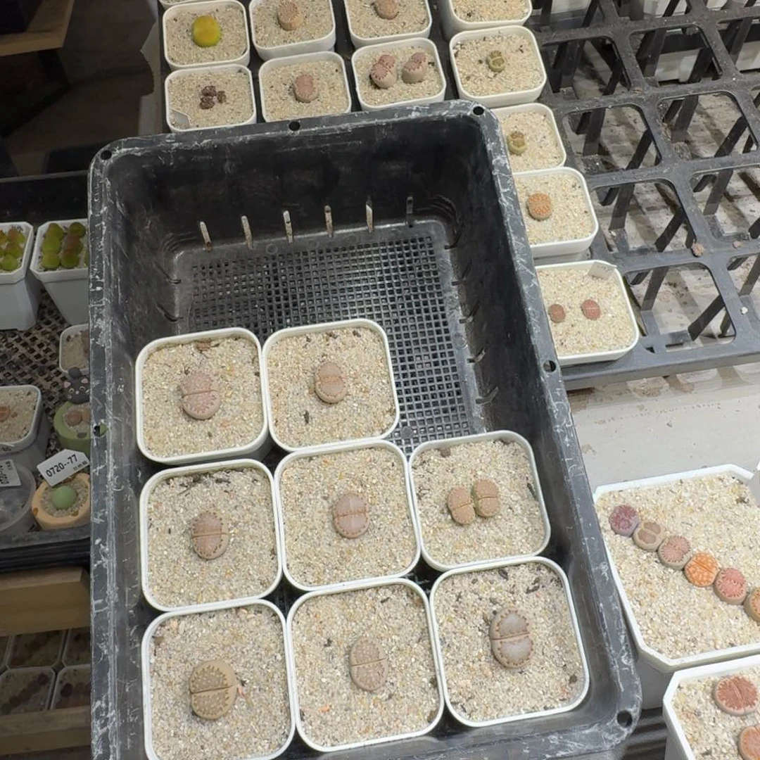 P***.0720:091饼干饼干
