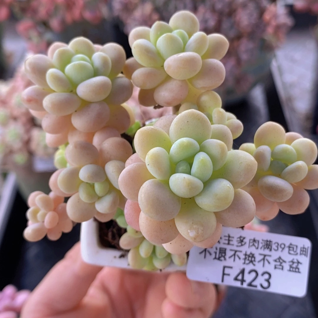洛可可6cm423多肉植物