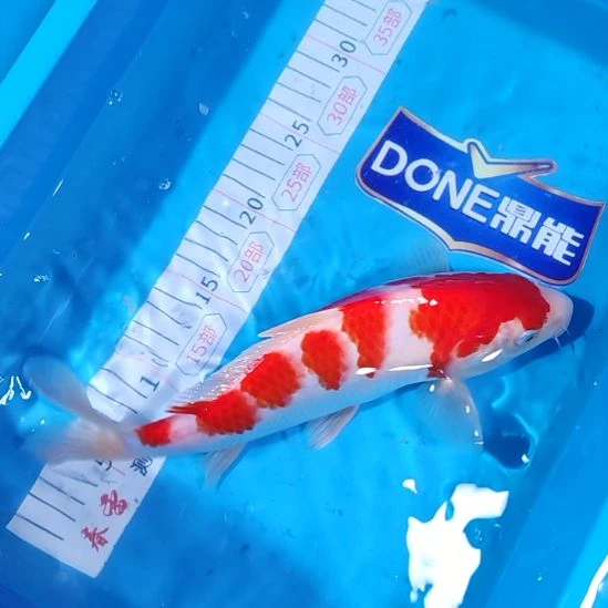 锦鲤糖葫芦红白很多段