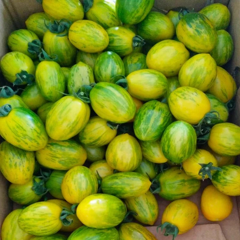 东北黄虎皮柿子花皮球小黄柿子新开园新鲜成熟当季番茄春桃