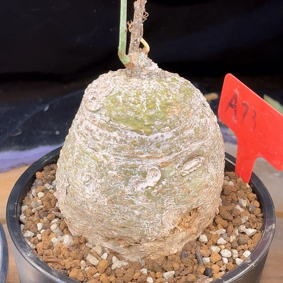 潮流植物 魔妃雪花西番莲