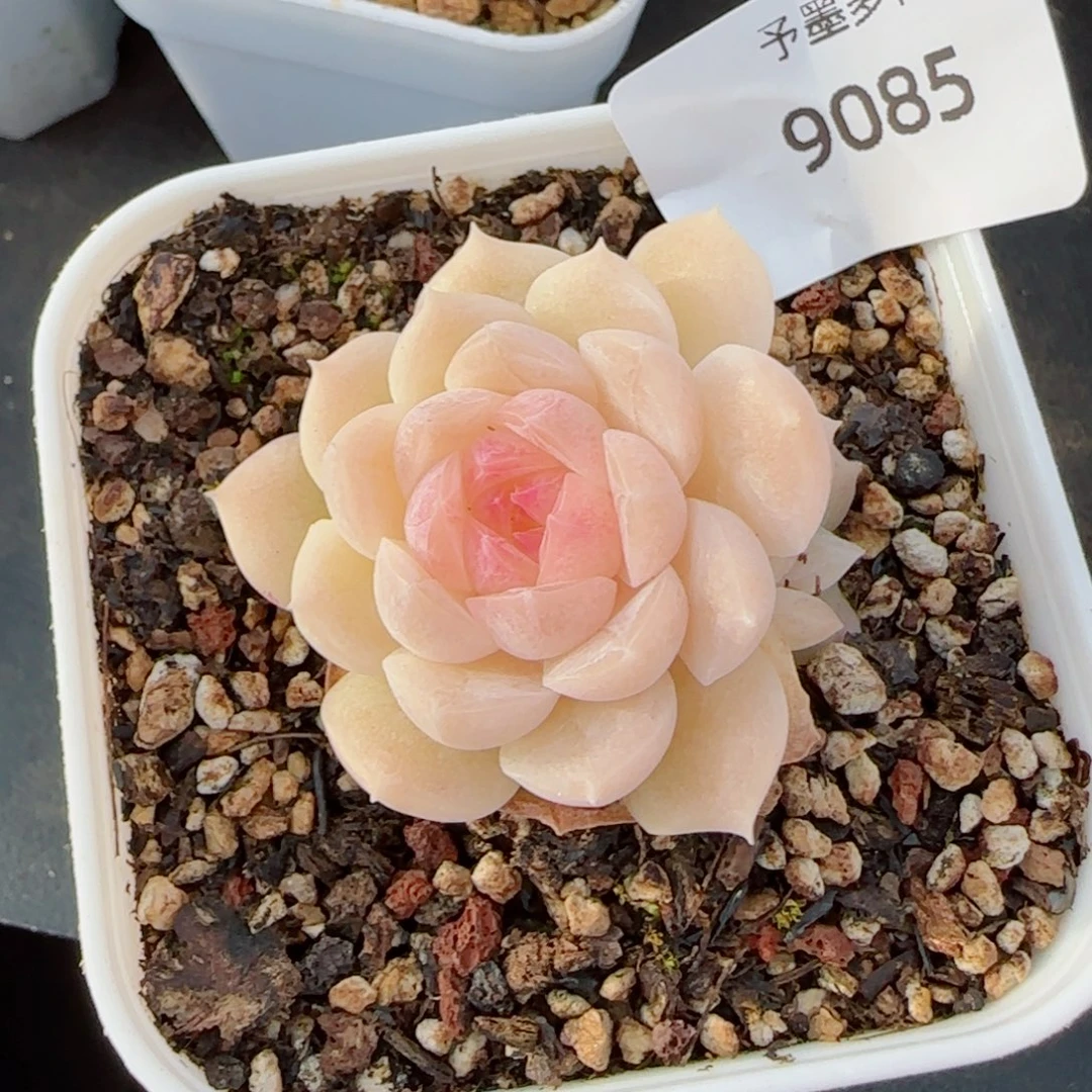 孤月多肉，9085福利品