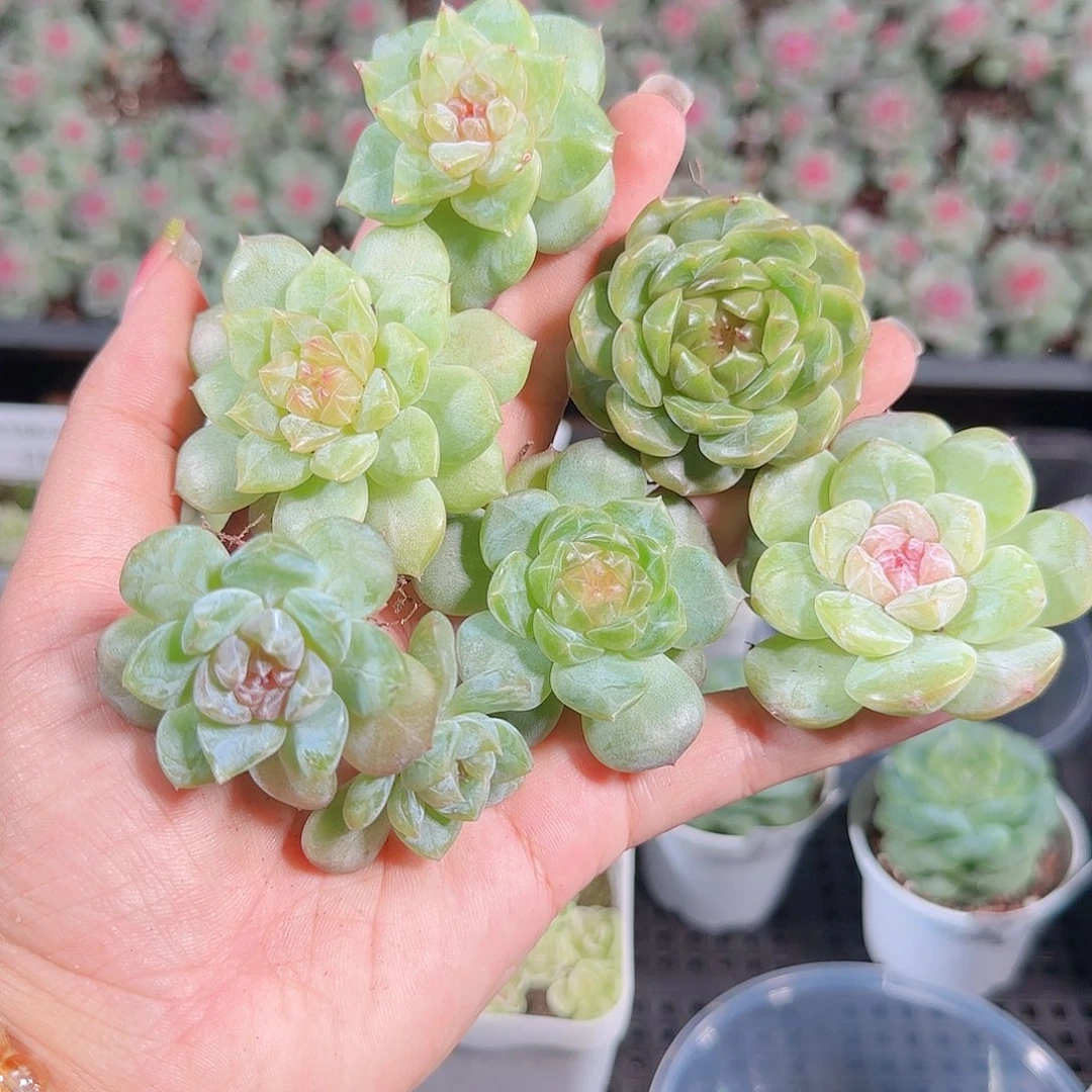 0925---191糖心珍妮