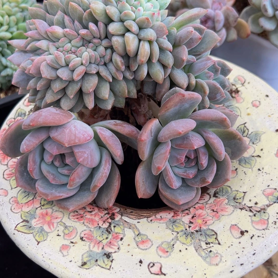 橙***s新年快乐 新年快乐 新年快乐
