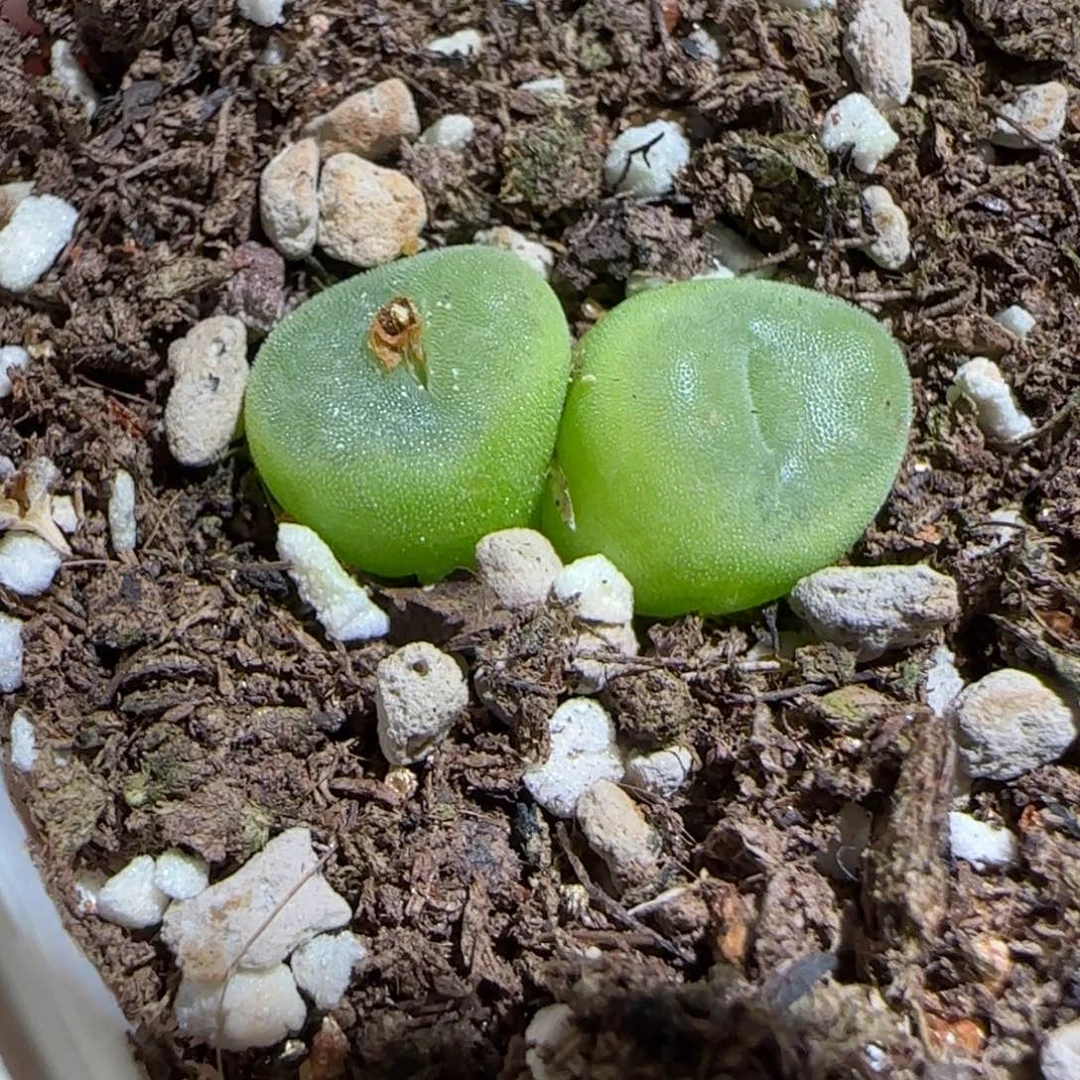 肉锥多肉植物组合-水晶鞋803
