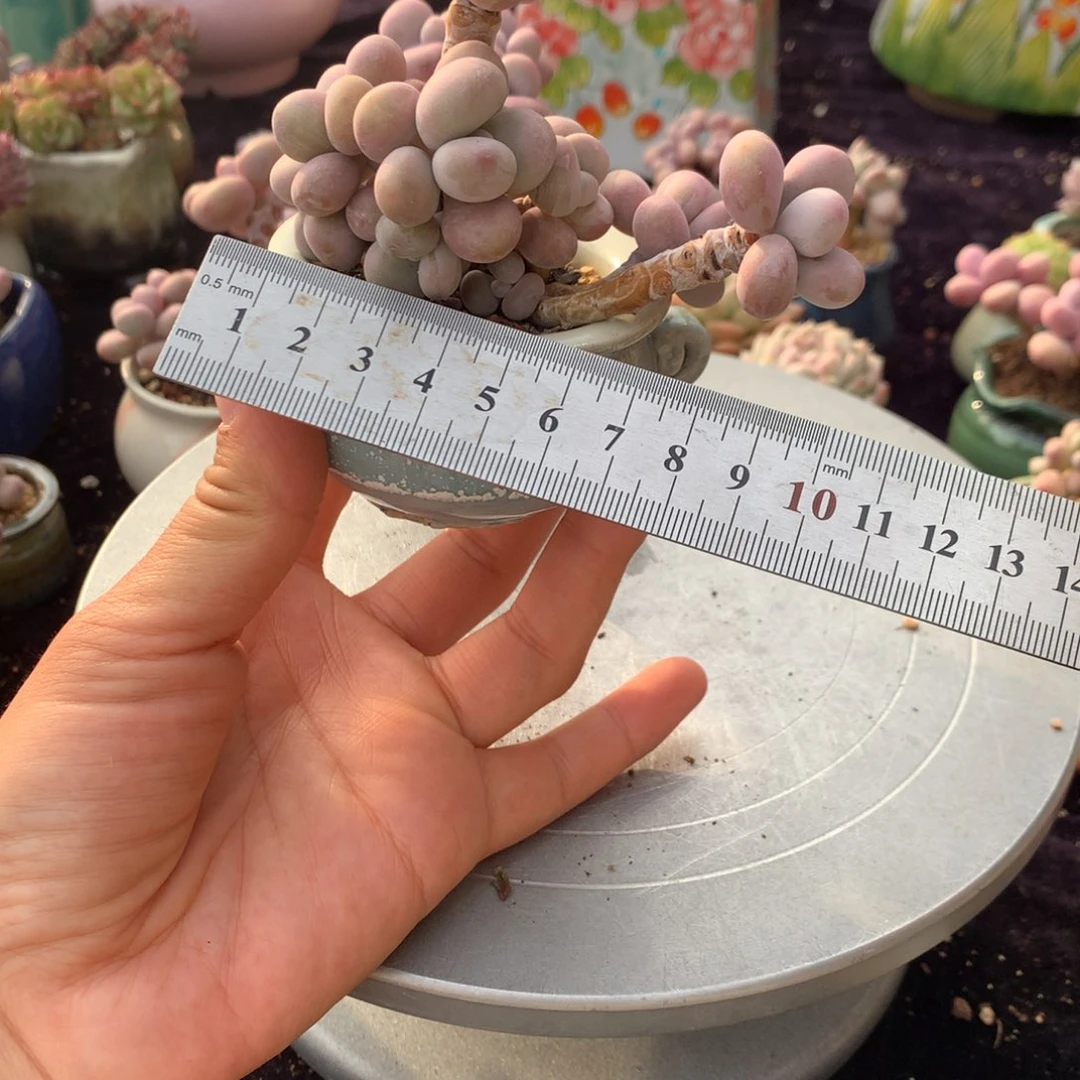 ?***ℊ45号带盆偏远地区不包邮的