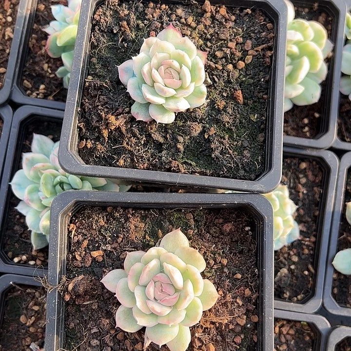 草莓蛋糕一颗价格