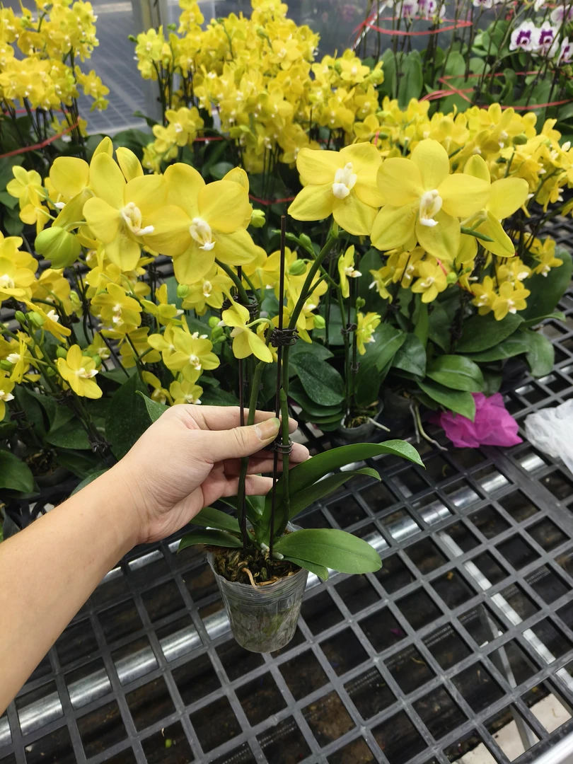 蝴蝶兰【如意】花苗盆栽带花剑花苞客厅室内四季好养观赏花卉