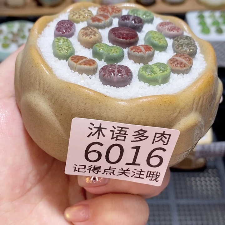 带盆土发货 精美盆栽6016