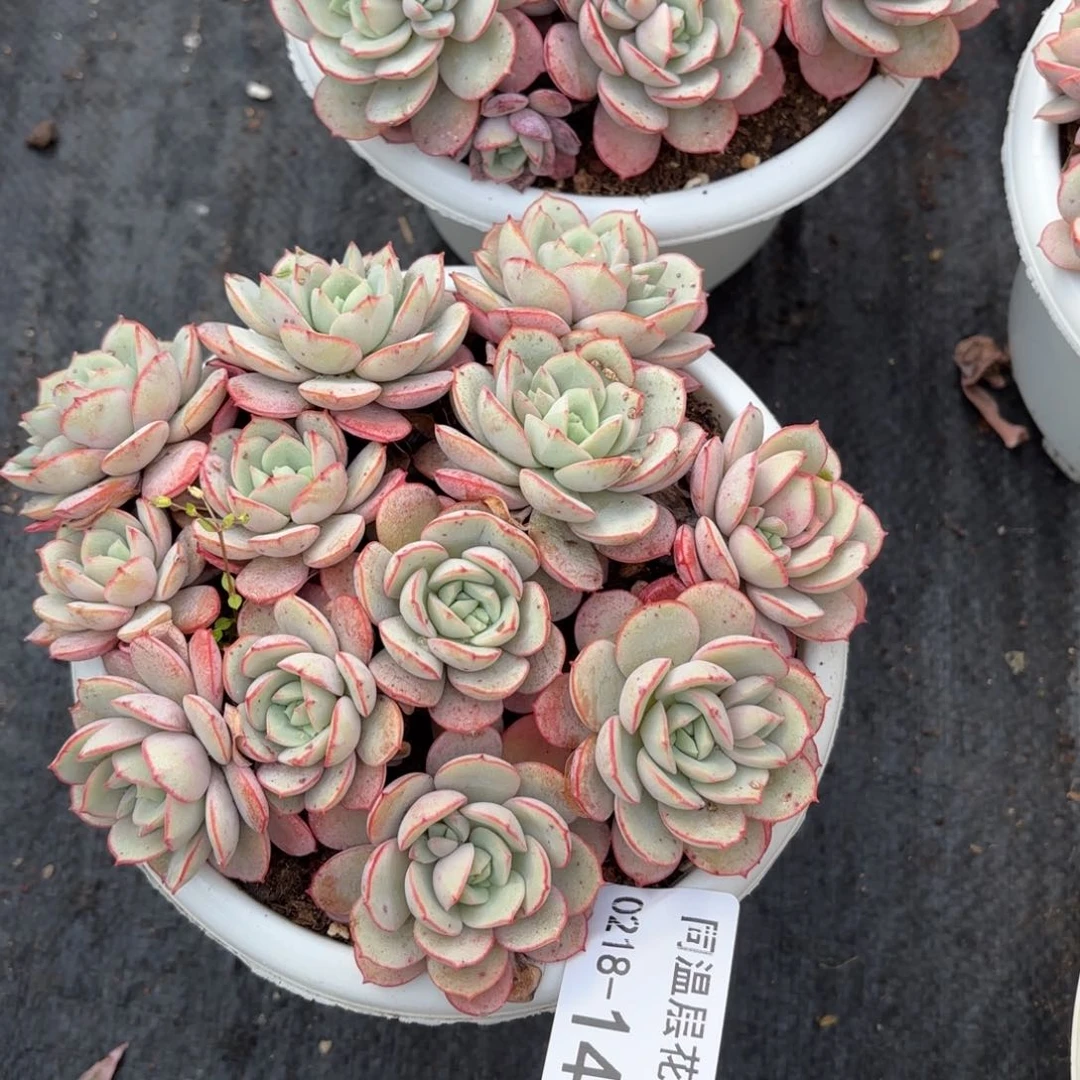 同温层多肉14凌波仙子