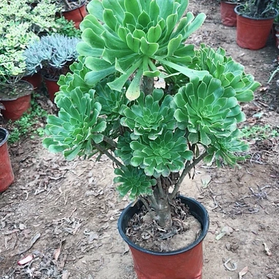 绿法师多肉植物0000004