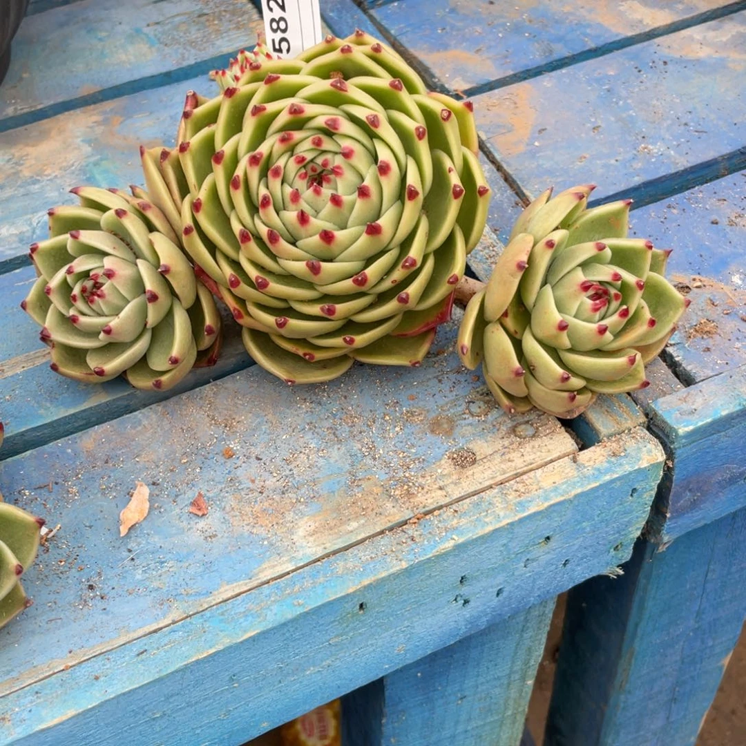 无花朵若如东云单拍D582