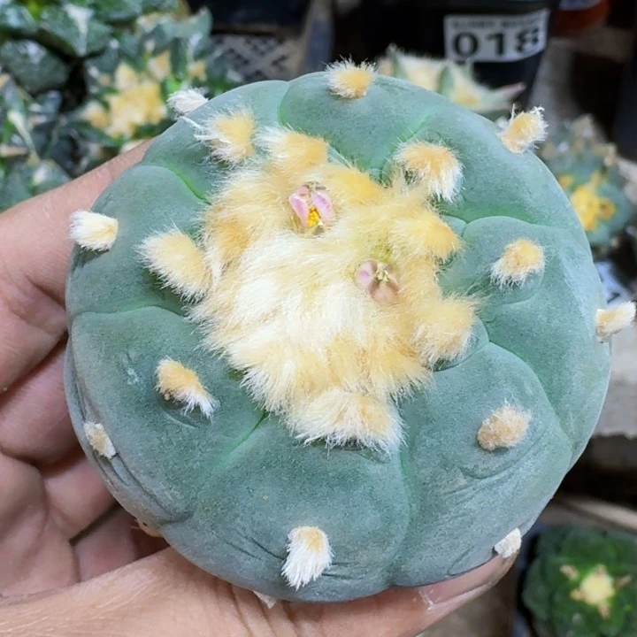 福利实生蓝白093