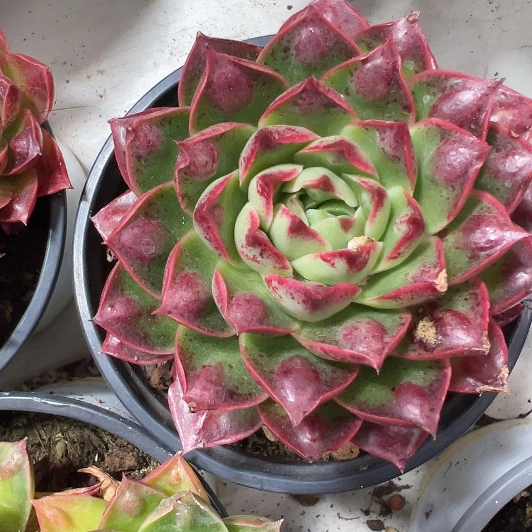 满38包邮柳溪玛多肉