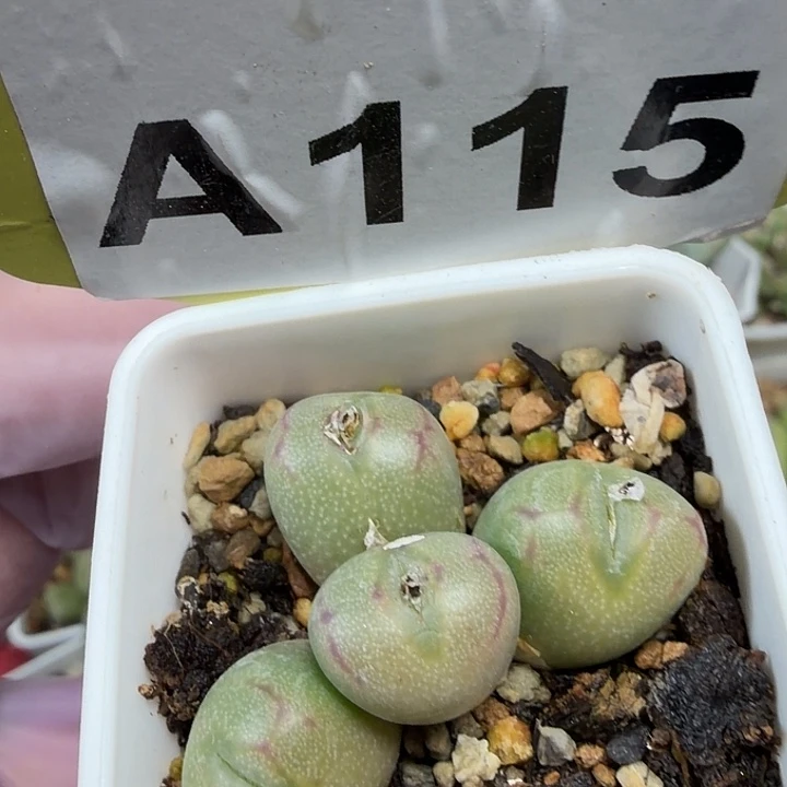 115mmmmmmmmmmmmmnnmn