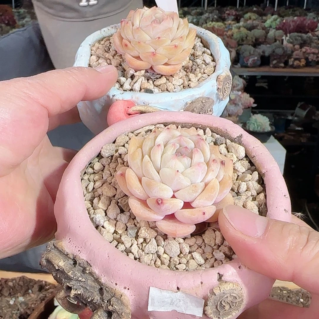 9019号2套68           肉