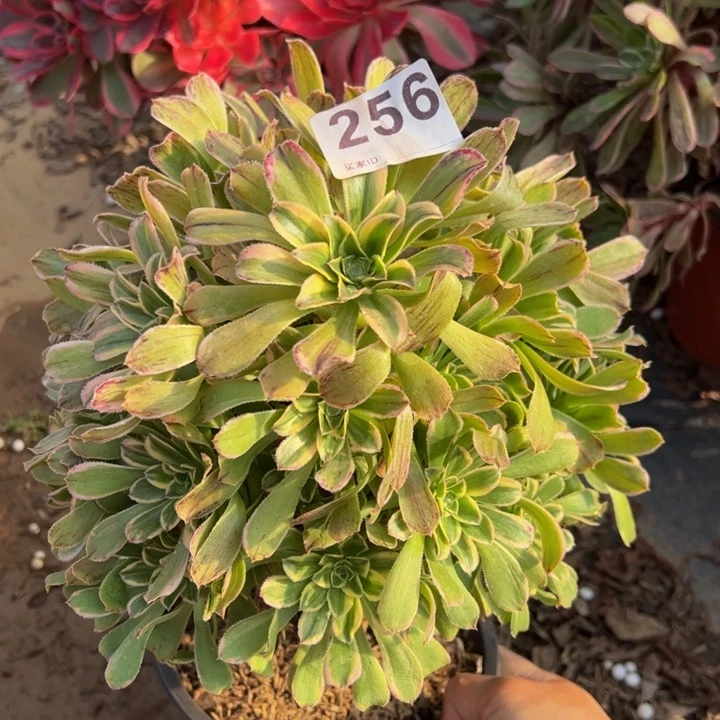 艳日伞多肉植物259